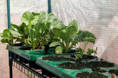 Growing Spinach in Containers