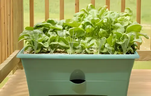 Growing Spinach in Containers