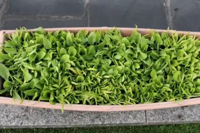 Growing Spinach in Containers