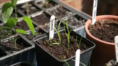 Growing Spinach in Containers