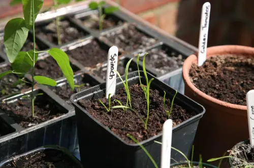 Growing Spinach in Containers